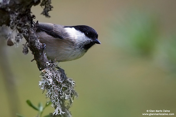 Parus palustris / Cincia bigia / Marsh tit / Mésange nonnette