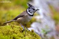 Parus cristatus / Cincia dal ciuffo / Crested tit / Mésange huppée
