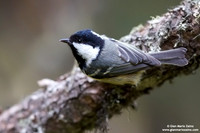 Parus ater / Cincia mora / Coal tit / Mésange noire