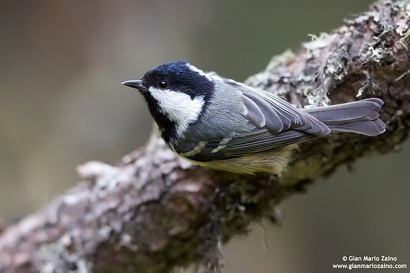 Parus ater / Cincia mora / Coal tit / Mésange noire