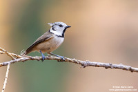 Parus cristatus / Cincia dal ciuffo / Crested tit / Mésange huppée