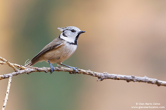 Parus cristatus / Cincia dal ciuffo / Crested tit / Mésange huppée