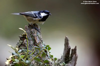 Parus ater / Cincia mora / Coal tit / Mésange noire