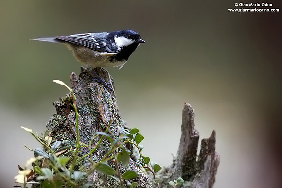Parus ater / Cincia mora / Coal tit / Mésange noire