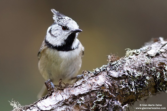Parus cristatus / Cincia dal ciuffo / Crested tit / Mésange huppée