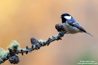 Parus palustris / Cincia bigia / Marsh tit / Mésange nonnette