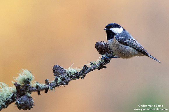 Parus palustris / Cincia bigia / Marsh tit / Mésange nonnette
