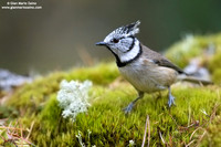 Parus cristatus / Cincia dal ciuffo / Crested tit / Mésange huppée