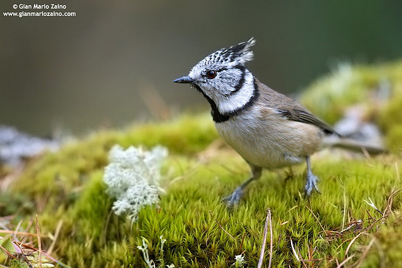 Parus cristatus / Cincia dal ciuffo / Crested tit / Mésange huppée