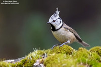 Parus cristatus / Cincia dal ciuffo / Crested tit / Mésange huppée