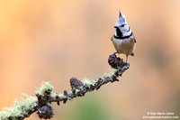 Parus cristatus / Cincia dal ciuffo / Crested tit / Mésange huppée