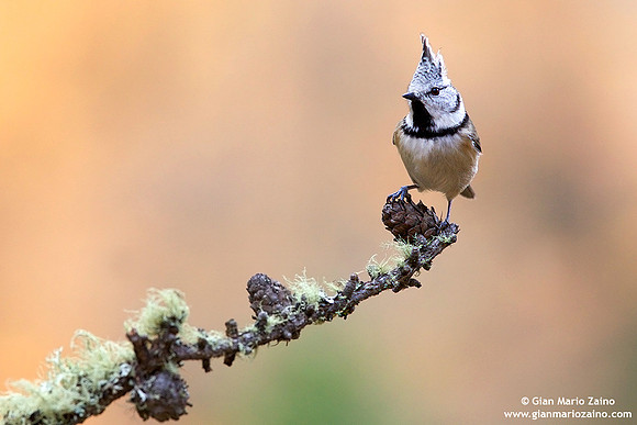 Parus cristatus / Cincia dal ciuffo / Crested tit / Mésange huppée