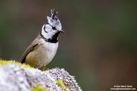 Parus cristatus / Cincia dal ciuffo / Crested tit / Mésange huppée