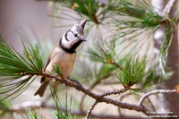 Parus cristatus / Cincia dal ciuffo / Crested tit / Mésange huppée