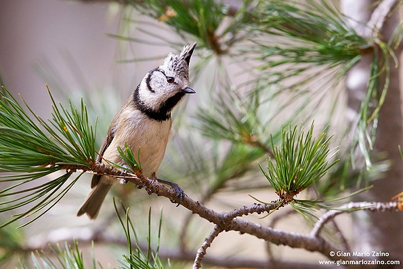 Parus cristatus / Cincia dal ciuffo / Crested tit / Mésange huppée
