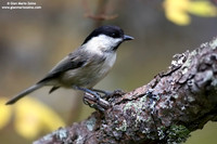 Parus palustris / Cincia bigia / Marsh tit / Mésange nonnette