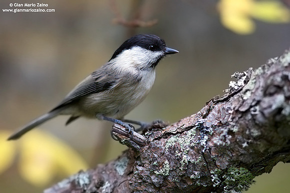 Parus palustris / Cincia bigia / Marsh tit / Mésange nonnette