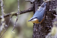 Sitta Europaea / Picchio muratore / Eurasian nuthatch / Sittelle torchepot