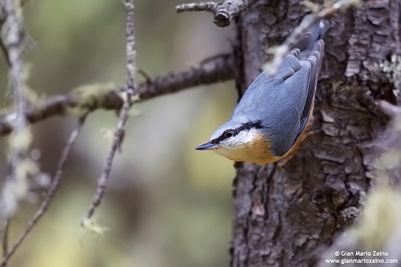 Sitta Europaea / Picchio muratore / Eurasian nuthatch / Sittelle torchepot