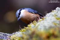 Sitta Europaea / Picchio muratore / Eurasian nuthatch / Sittelle torchepot