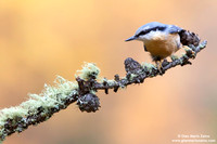 Sitta Europaea / Picchio muratore / Eurasian nuthatch / Sittelle torchepot