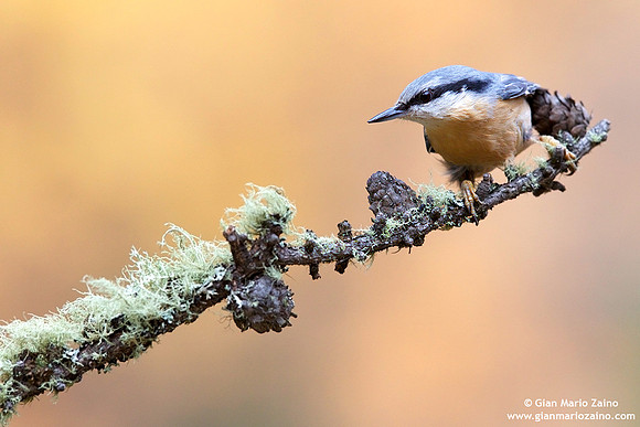 Sitta Europaea / Picchio muratore / Eurasian nuthatch / Sittelle torchepot