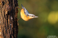 Sitta Europaea / Picchio muratore / Eurasian nuthatch / Sittelle torchepot