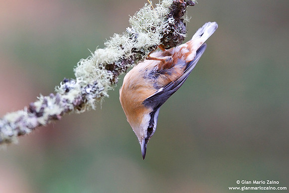 Sitta Europaea / Picchio muratore / Eurasian nuthatch / Sittelle torchepot