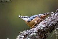 Sitta Europaea / Picchio muratore / Eurasian nuthatch / Sittelle torchepot