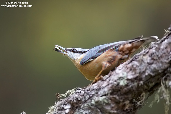Sitta Europaea / Picchio muratore / Eurasian nuthatch / Sittelle torchepot