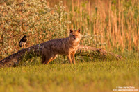 Canis aureus / Sciacallo dorato / Golden jackal / Chacal doré