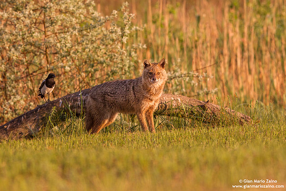 Canis aureus / Sciacallo dorato / Golden jackal / Chacal doré