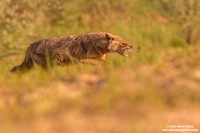 Canis aureus / Sciacallo dorato / Golden jackal / Chacal doré