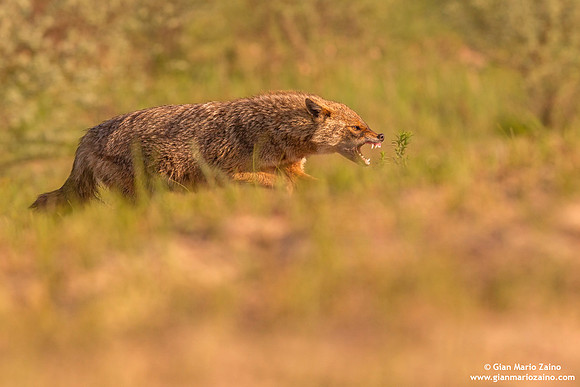 Canis aureus / Sciacallo dorato / Golden jackal / Chacal doré