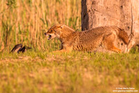 Canis aureus / Sciacallo dorato / Golden jackal / Chacal doré