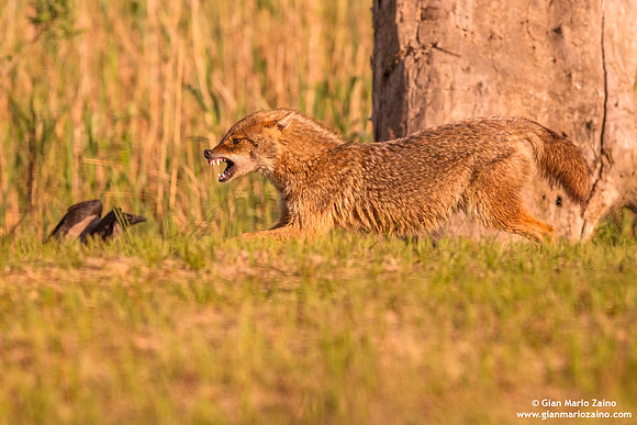 Canis aureus / Sciacallo dorato / Golden jackal / Chacal doré