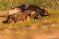 Canis aureus / Sciacallo dorato / Golden jackal / Chacal doré