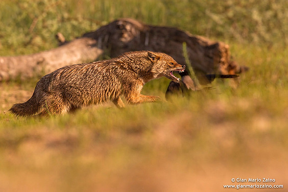 Canis aureus / Sciacallo dorato / Golden jackal / Chacal doré