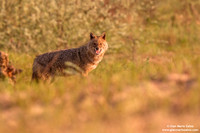 Canis aureus / Sciacallo dorato / Golden jackal / Chacal doré