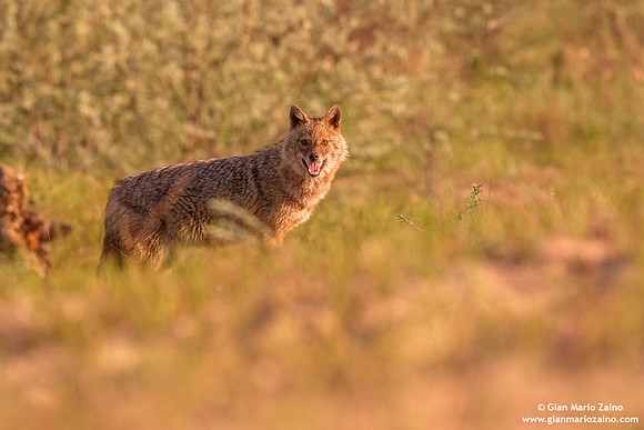 Canis aureus / Sciacallo dorato / Golden jackal / Chacal doré