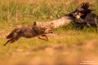 Canis aureus / Sciacallo dorato / Golden jackal / Chacal doré
