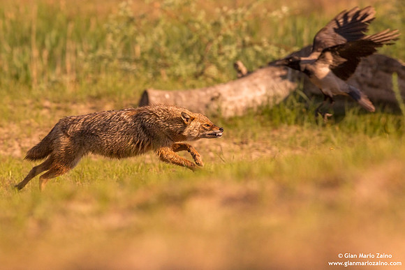 Canis aureus / Sciacallo dorato / Golden jackal / Chacal doré