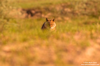 Canis aureus / Sciacallo dorato / Golden jackal / Chacal doré