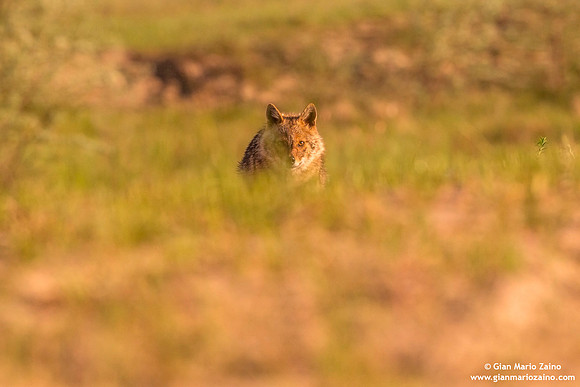 Canis aureus / Sciacallo dorato / Golden jackal / Chacal doré