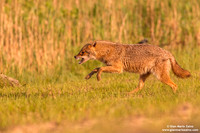 Canis aureus / Sciacallo dorato / Golden jackal / Chacal doré