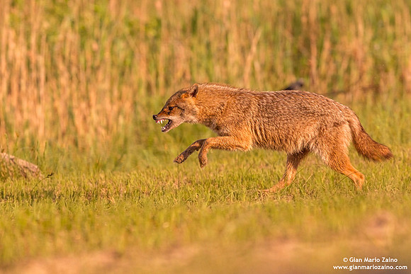 Canis aureus / Sciacallo dorato / Golden jackal / Chacal doré