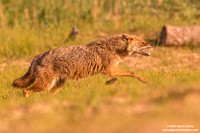 Canis aureus / Sciacallo dorato / Golden jackal / Chacal doré