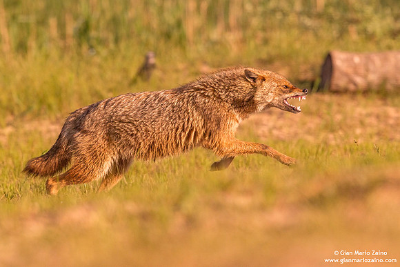 Canis aureus / Sciacallo dorato / Golden jackal / Chacal doré
