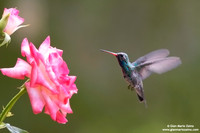 Cynanthus latirostris / Colibrì beccolargo / Broad-billed hummingbird / Colibri circé