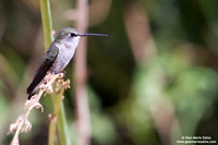 Archilochus alexandri / Black-chinned hummingbird / Colibrì golanera / Colibri à gorge noire